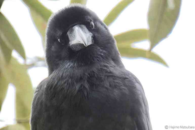 【9/6】色んな黒いものの画像が見たい【クロ】