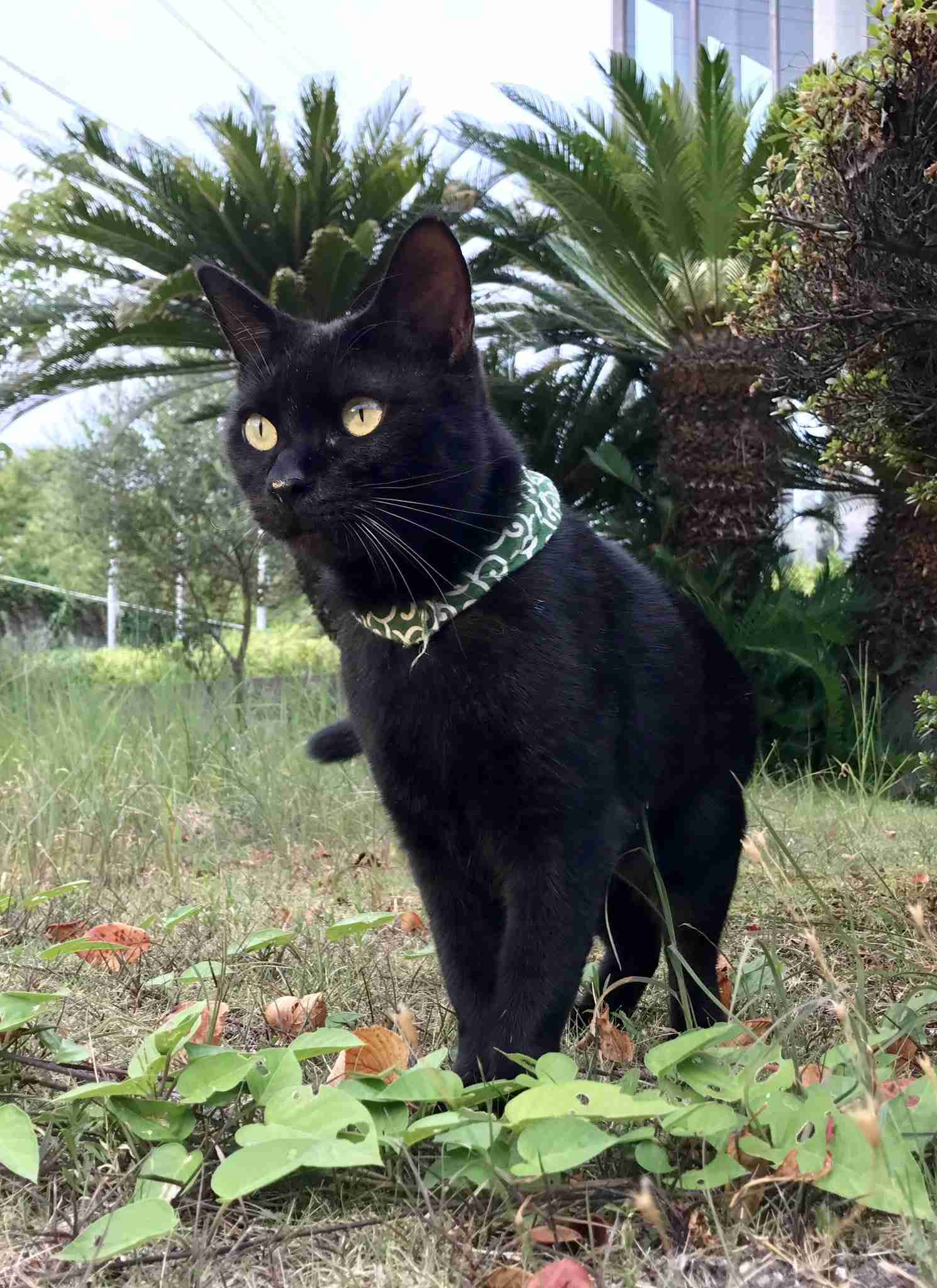 【9/6】色んな黒いものの画像が見たい【クロ】