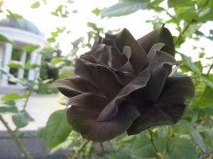 【9/6】色んな黒いものの画像が見たい【クロ】