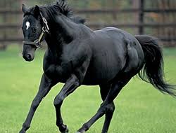 【9/6】色んな黒いものの画像が見たい【クロ】