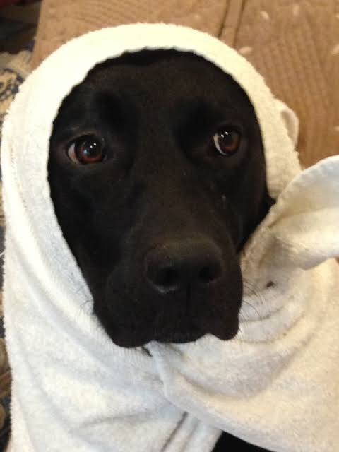 【9/6】色んな黒いものの画像が見たい【クロ】