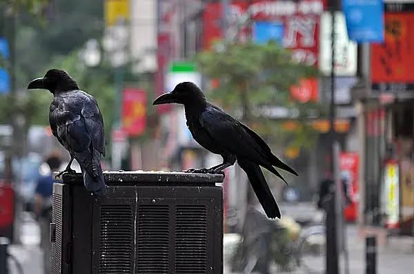 【9/6】色んな黒いものの画像が見たい【クロ】