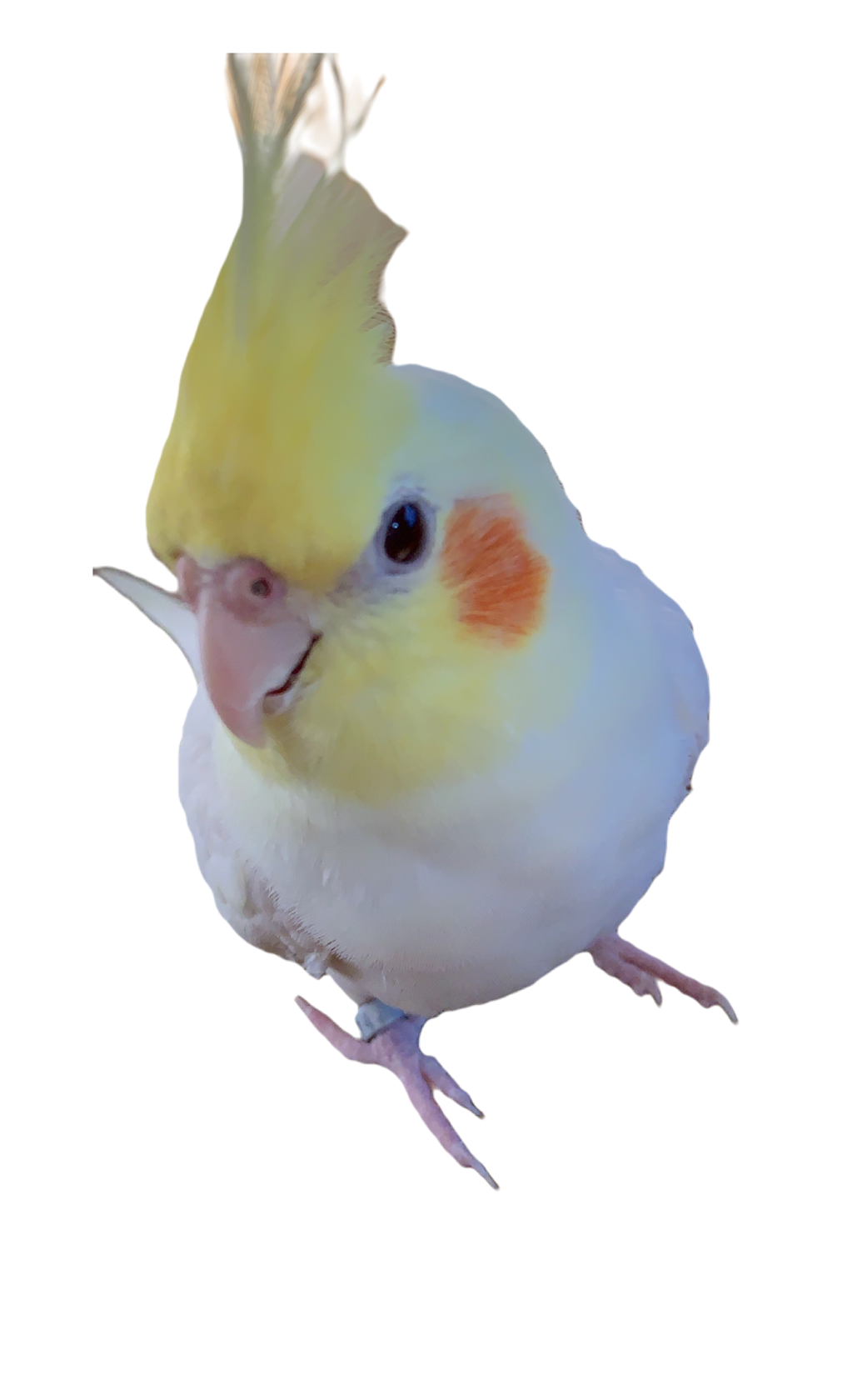 インコ ガールズちゃんねる Girls Channel