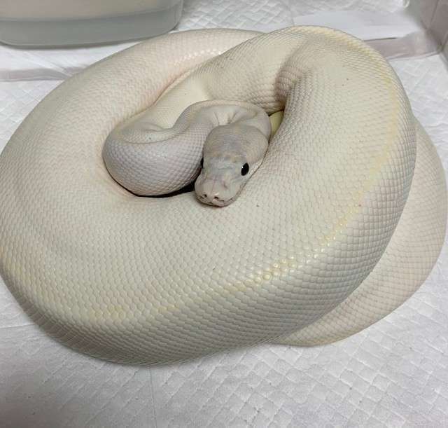 金運が上がりそうな画像を貼るトピ