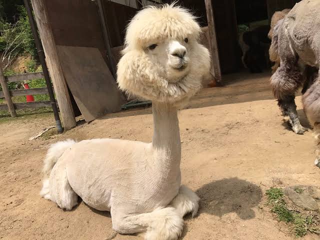 「♯家族募集します」King Gnu・井口理の演技に反響　「普通に売れないバンドマンに見えたからすごい」