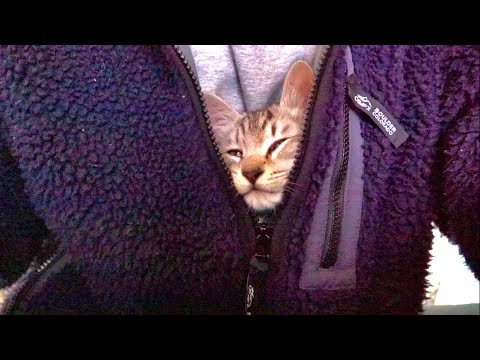 元気がない時見る画像