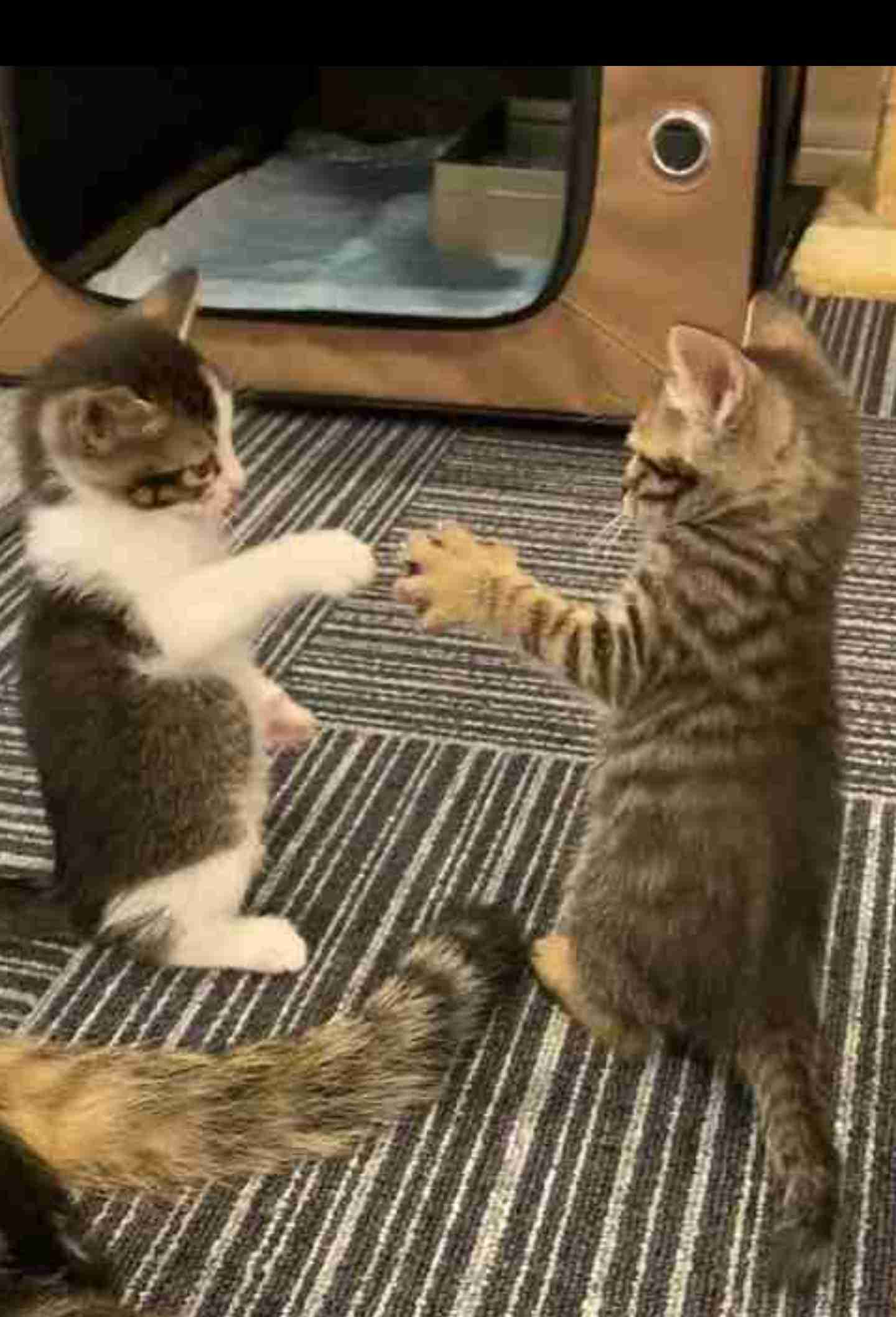 元気がない時見る画像