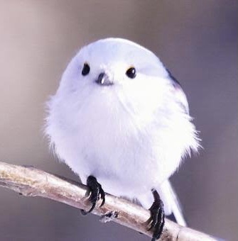 元気がない時見る画像