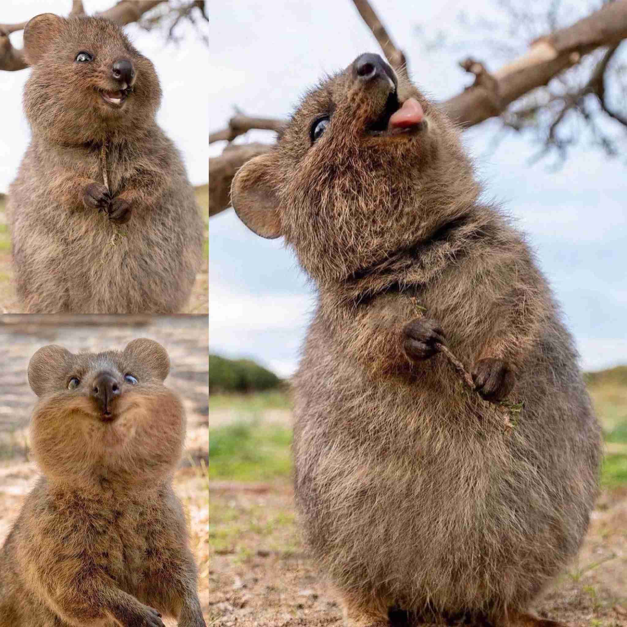 元気がない時見る画像