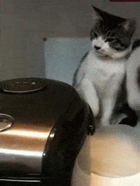 元気がない時見る画像