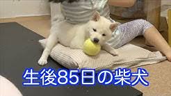 元気がない時見る画像