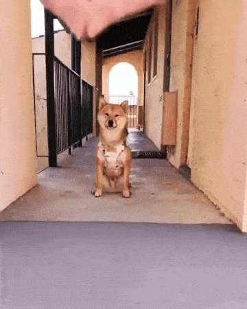 元気がない時見る画像