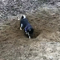 元気がない時見る画像