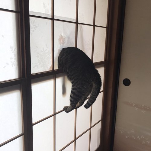 元気がない時見る画像