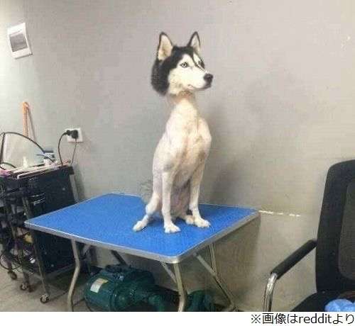 元気がない時見る画像