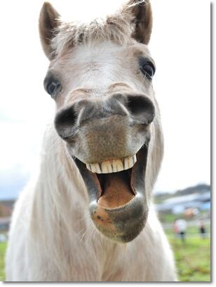 元気がない時見る画像