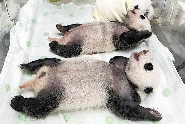 元気がない時見る画像