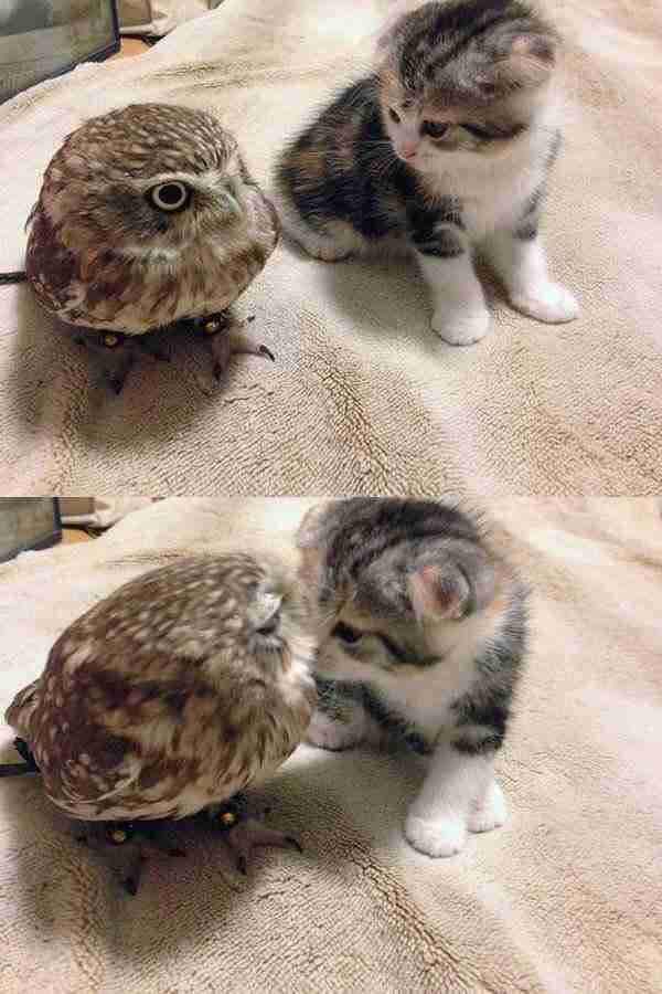 元気がない時見る画像