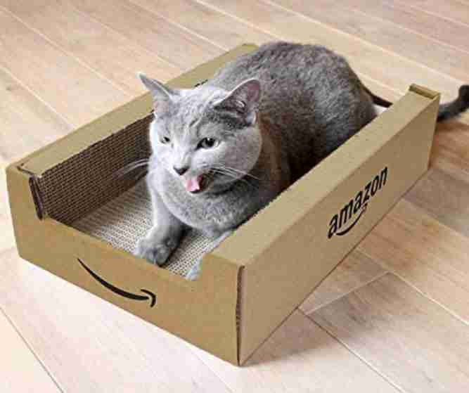 環境省とアマゾンが犬猫譲渡支援プロジェクトで提携…小泉環境大臣「譲渡が当たり前の世界に」