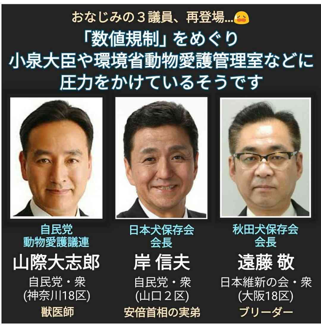 環境省とアマゾンが犬猫譲渡支援プロジェクトで提携…小泉環境大臣「譲渡が当たり前の世界に」