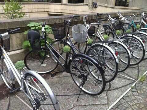 余ったブロッコリーの茎の調理法