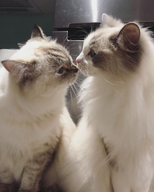恋のはじまりを表現して！💕