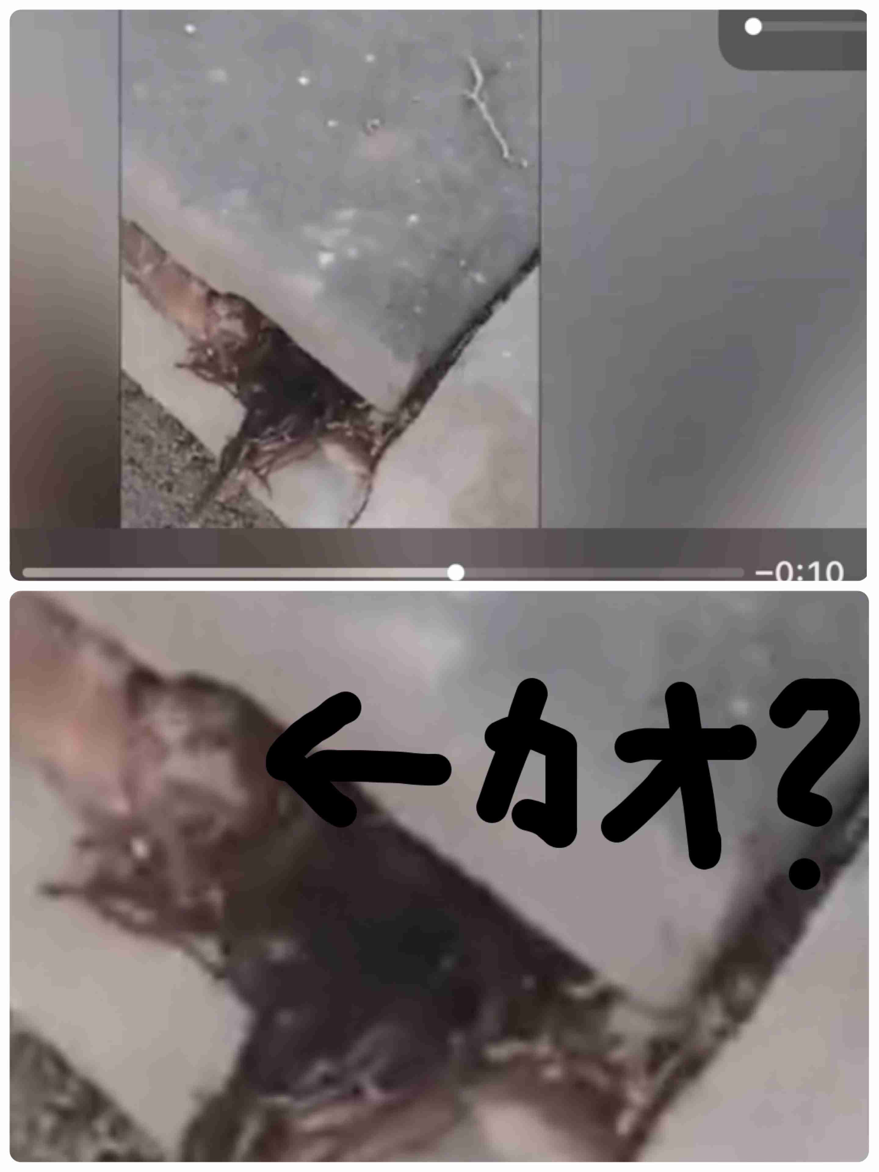【閲覧注意？】墓の下から大量の髪の毛か　発見者が公開した動画が「マジで怖い」と話題に（米）