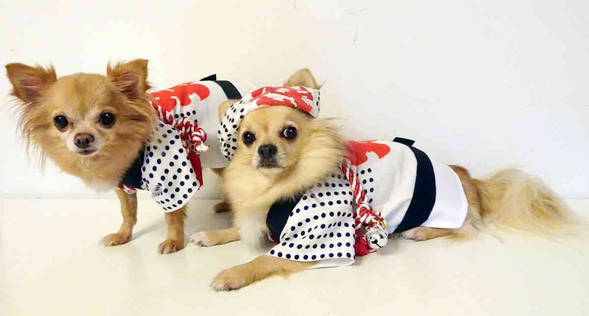 小粋な着こなしとは