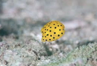 つまみ種、味ごのみで好きな中身