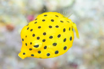 つまみ種、味ごのみで好きな中身