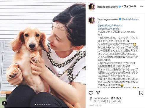ダレノガレ明美が元保護犬の死と悪徳ブリーダーに怒り「子供が産めなくなった瞬間ポイされた」