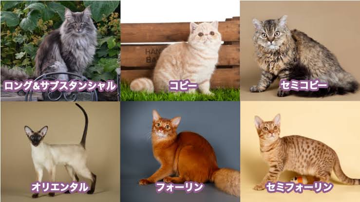 痩せても華奢にならない人