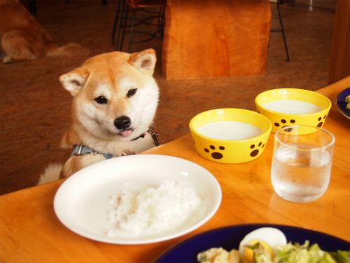 【自炊限定】貧乏人なのに、食にこだわりがある人集合