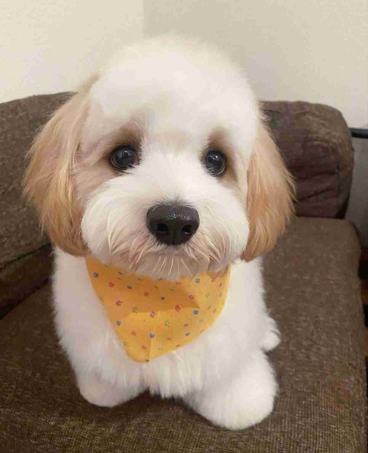 高嶋ちさ子、愛犬の舌出しショット披露　「笑ってる」「モシャモシャも可愛い」の声