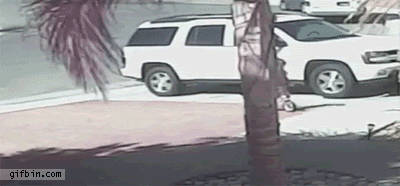 ペットのお手柄