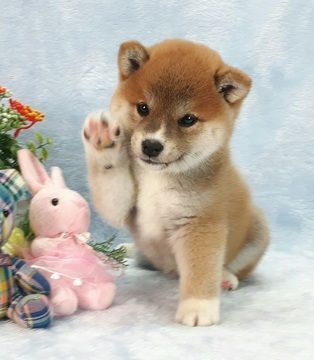 ペットのお手柄
