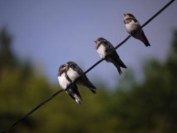 ⚾️野球選手とマスコットの交流が見たい⚾️