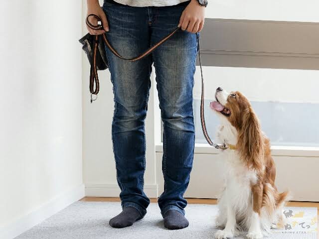 犬の飼い主のマナーが悪いと思ったこと「お散歩編」ランキング！ 「スマホに夢中」を抑えた1位は？