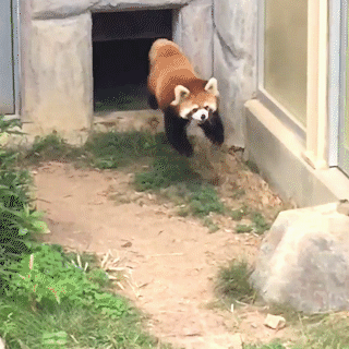 レッサーパンダの立ち姿がネットで反響「背中を確認させて下さい。ファスナーがあるはず」「きぐるみ？」　