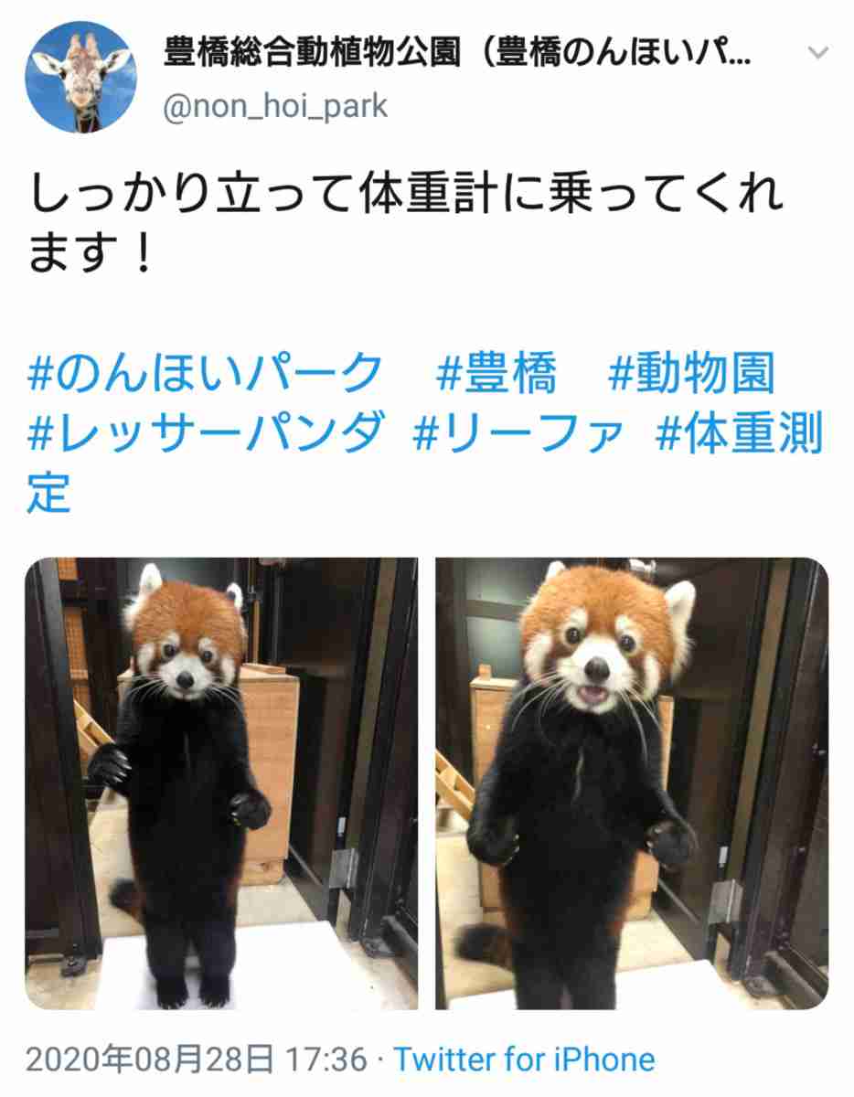 レッサーパンダの立ち姿がネットで反響「背中を確認させて下さい。ファスナーがあるはず」「きぐるみ？」　