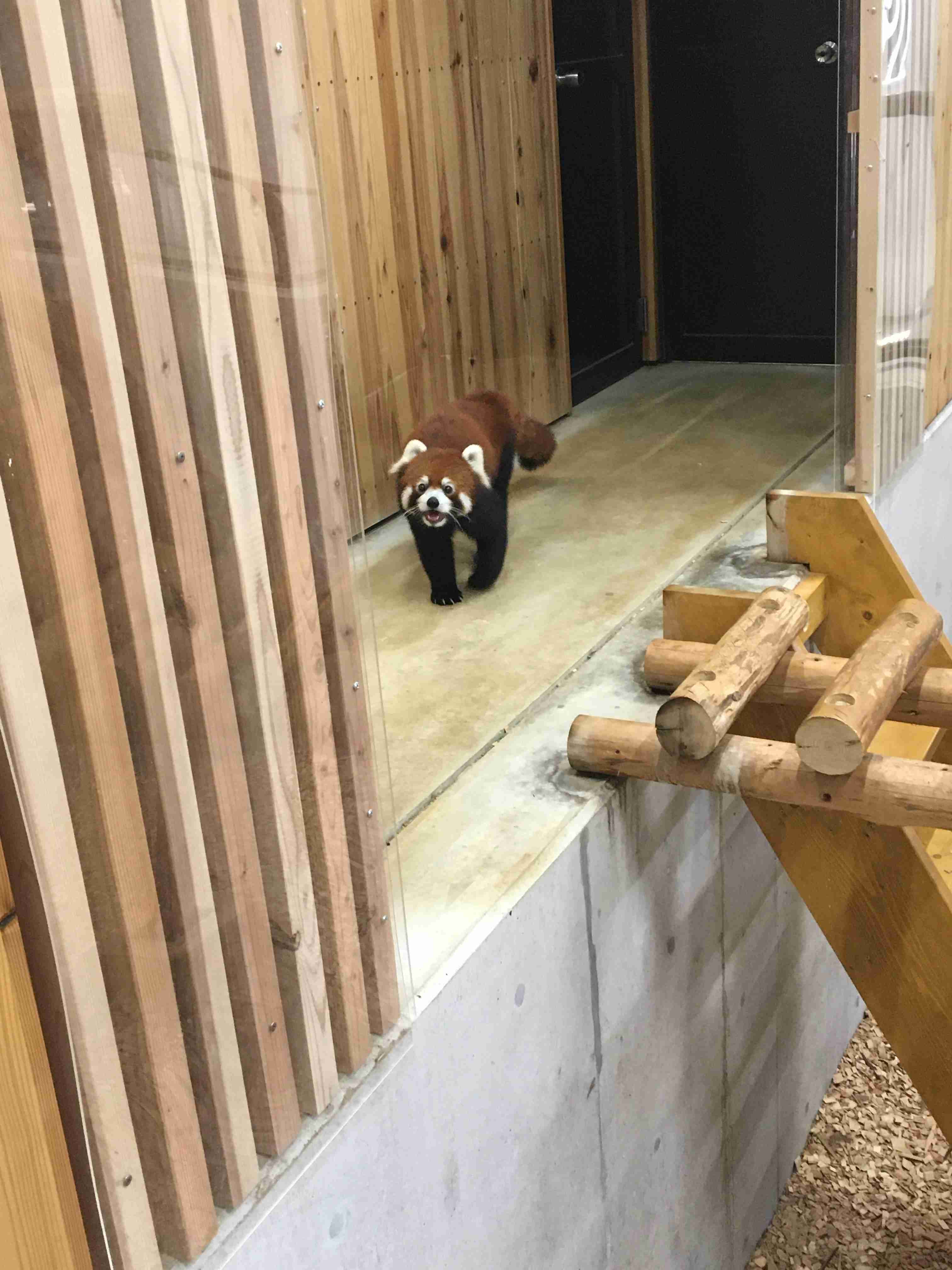 レッサーパンダの立ち姿がネットで反響「背中を確認させて下さい。ファスナーがあるはず」「きぐるみ？」　