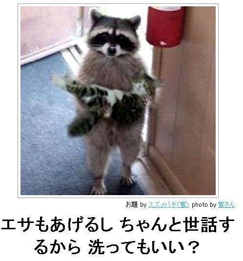 レッサーパンダの立ち姿がネットで反響「背中を確認させて下さい。ファスナーがあるはず」「きぐるみ？」　