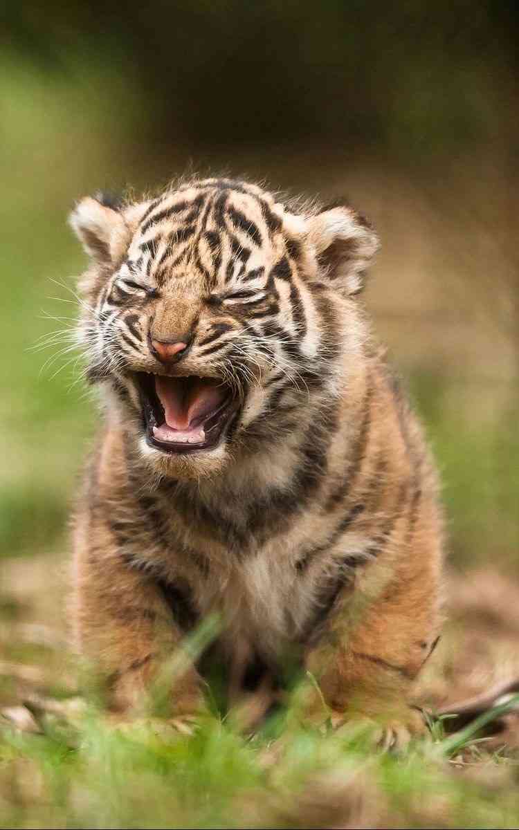 『ギャン泣き』子供がメンタルリープ真っ最中『グズリ』