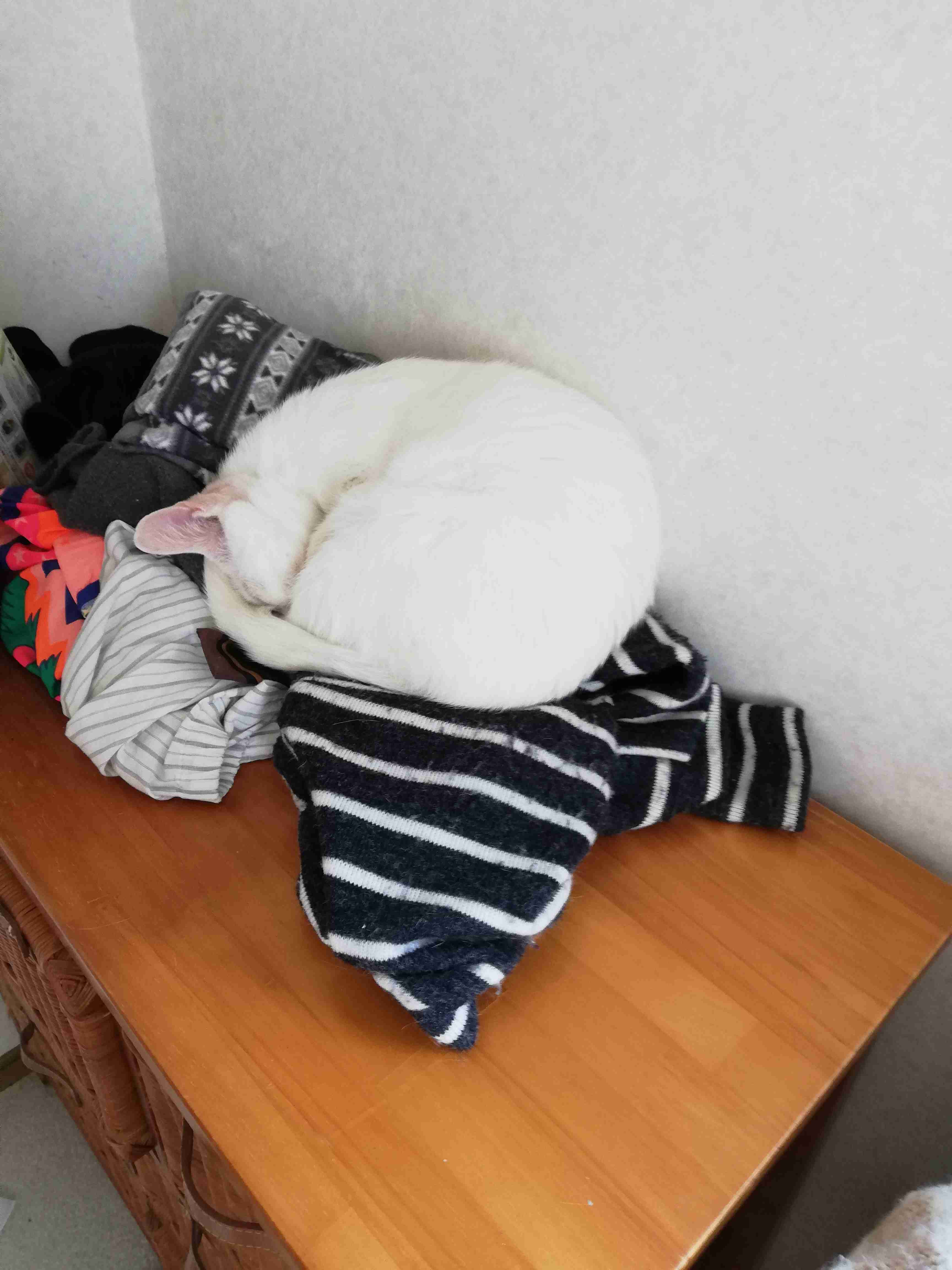 身バレしない程度に汚部屋を晒すトピpart3