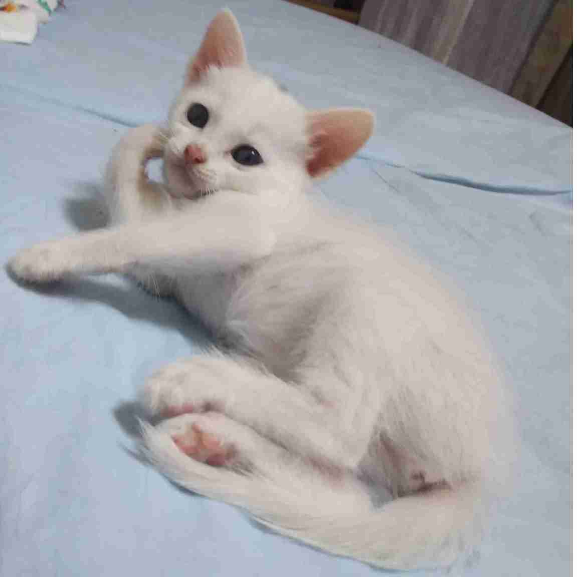 本能を忘れてそうな動物たちが集結するトピ