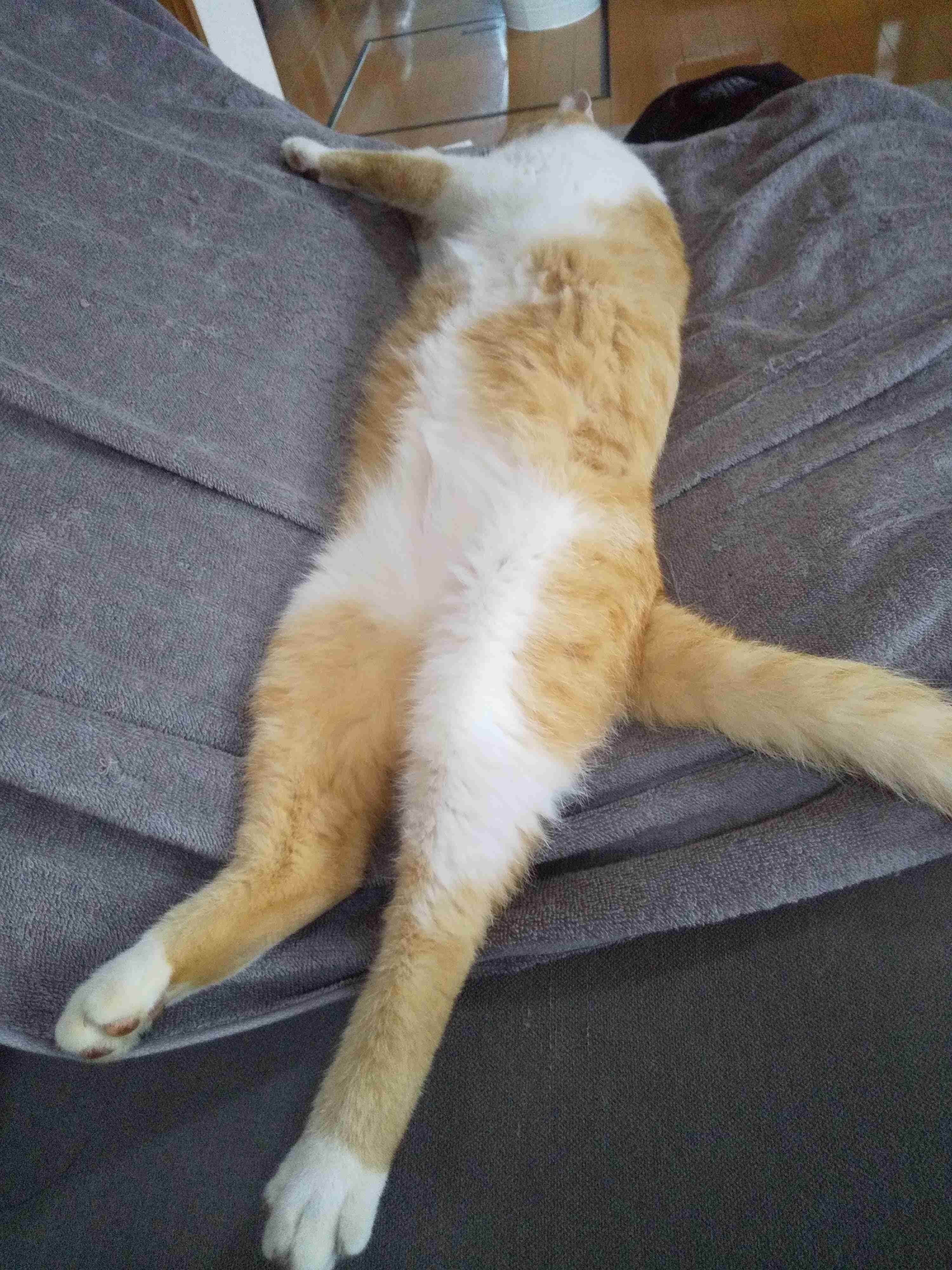 本能を忘れてそうな動物たちが集結するトピ