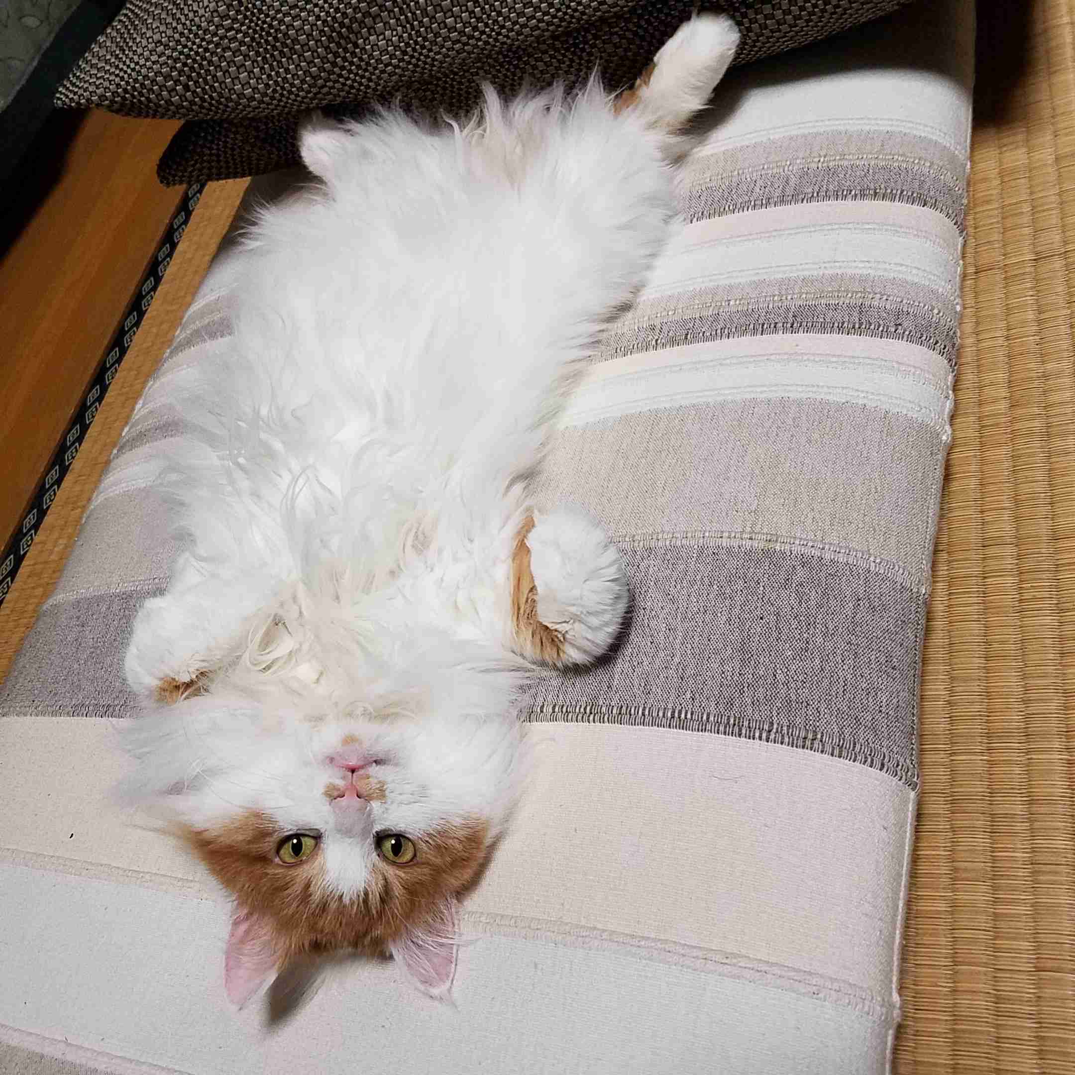 本能を忘れてそうな動物たちが集結するトピ