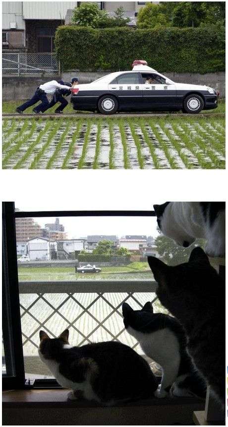 本能を忘れてそうな動物たちが集結するトピ