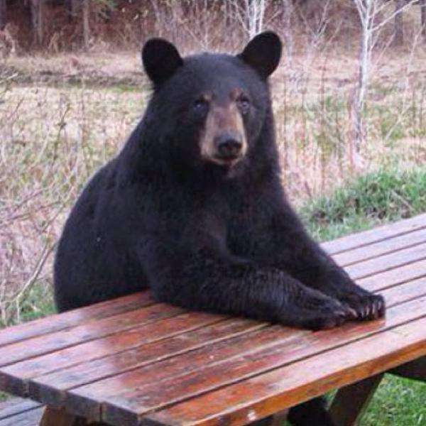 本能を忘れてそうな動物たちが集結するトピ