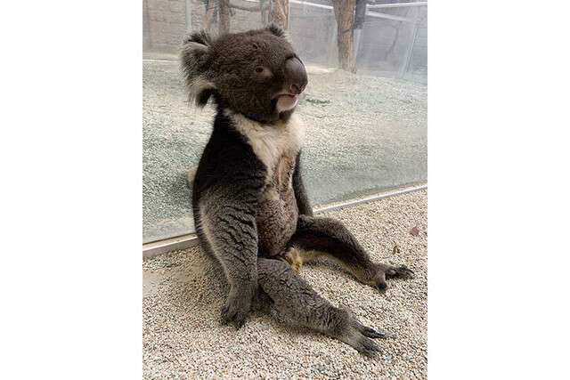 本能を忘れてそうな動物たちが集結するトピ